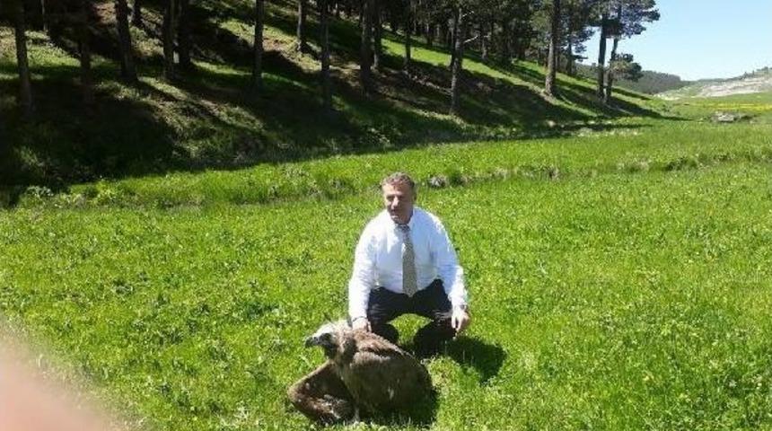 Yaralı Kızıl Akbaba Ile Tilki Yavruları Emin Ellerde