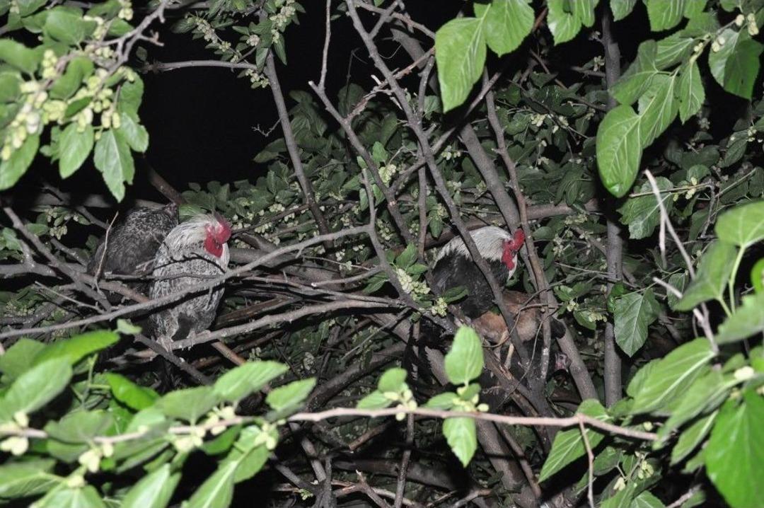 Yangından Ka&ccedil;an Tavuklar Ağaca &Ccedil;ıktı