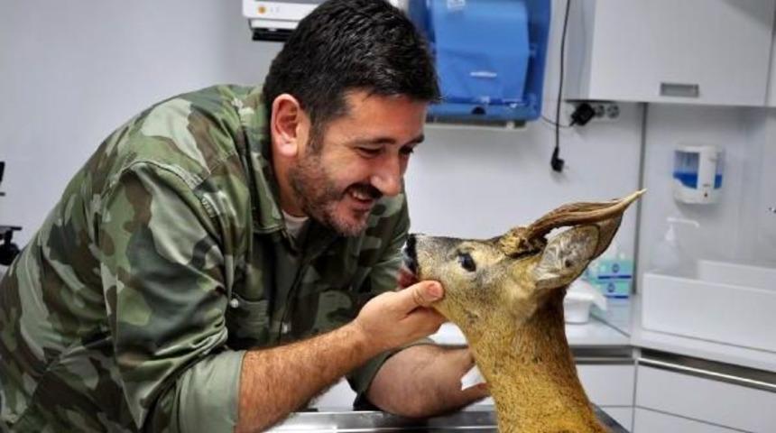 K&ouml;pekten Ka&ccedil;arken Bacağı Kırılan Karaca Tedaviye Alındı