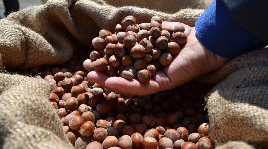 Tmo&rsquo;dan Fındık Sekt&ouml;r&uuml;ne Uyarı