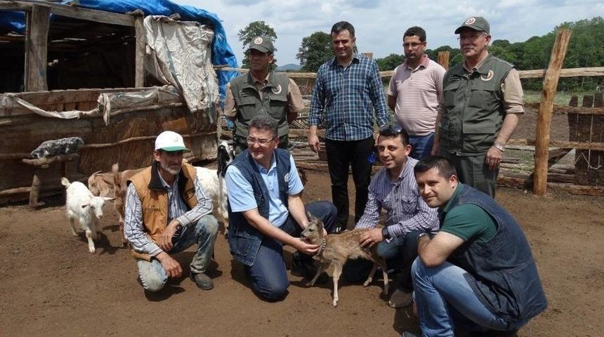 Boğulmaktan Kurtulan Karacaya K&ouml;yl&uuml; Sahip &Ccedil;ıktı