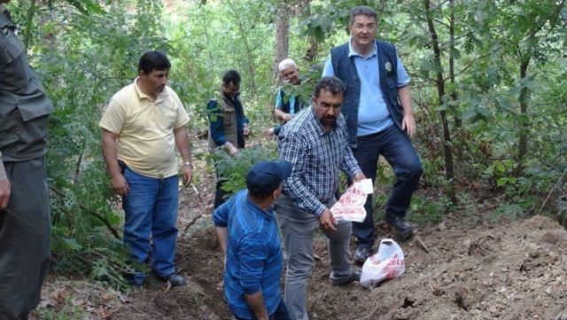 Çanakkale’de Çam Ağaçlarının Kuruma Nedenleri Araştırılıyor