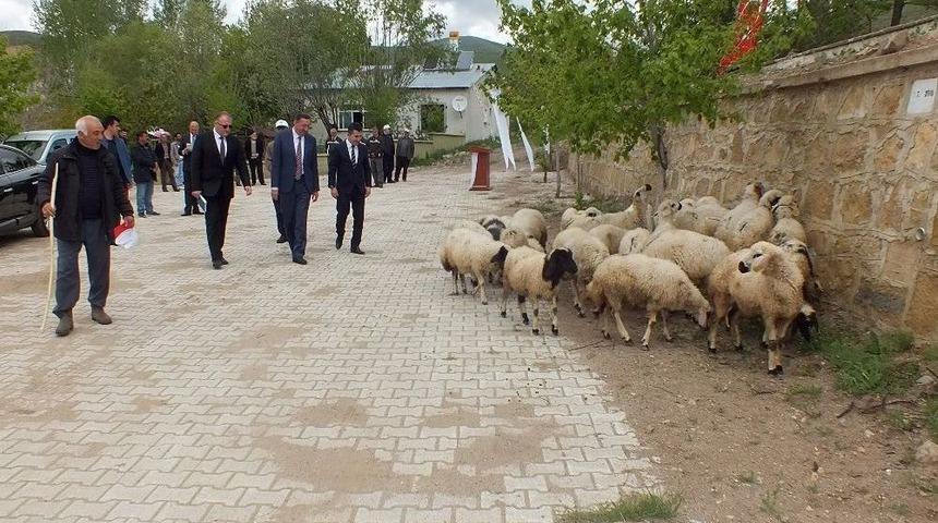K&ouml;se&rsquo;de S&uuml;t Koyuncularına Ork&ouml;y Desteği