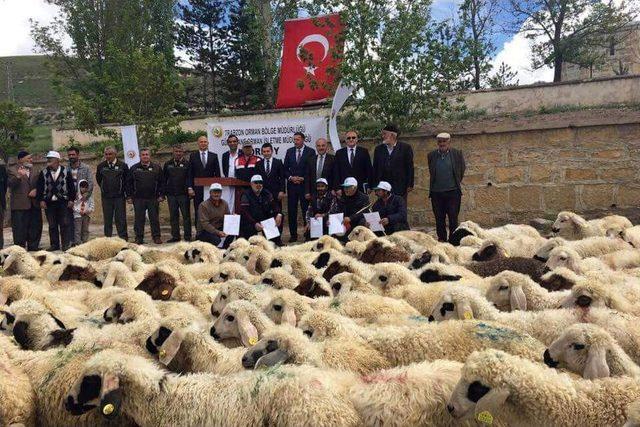 Köse’de Süt Koyuncularına Orköy Desteği