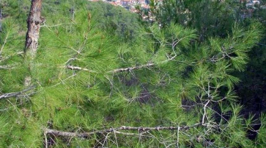 Sarp Arazide Zor Temizlik