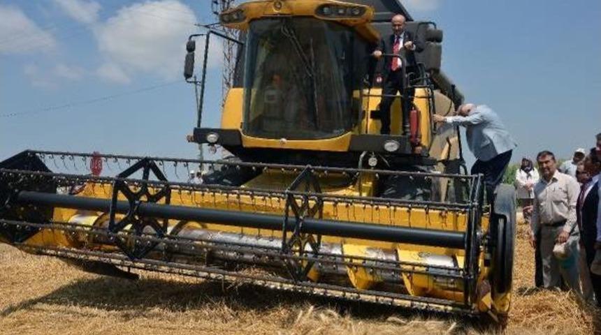 &Ccedil;ukurova'da Buğday Verimi &Ccedil;ok Y&uuml;ksek