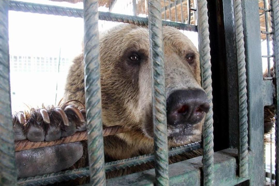Hayvanat Bah&ccedil;esine Ziyaret&ccedil;i Akını