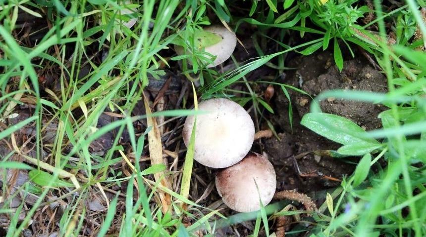 Zehirli Mantar Uyarısı