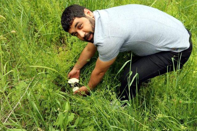 Zehirli Mantar Uyarısı 1