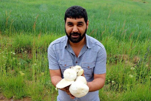 Zehirli Mantar Uyarısı 2