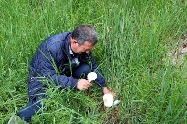 Zehirli Mantar Uyarısı 3