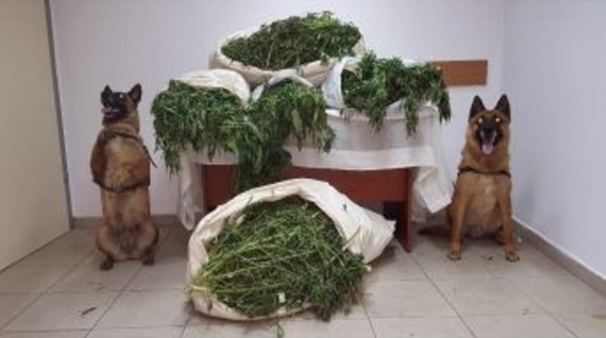 Manavgat&rsquo;ta 62 Kilo Kubar Esrar Ele Ge&ccedil;irildi