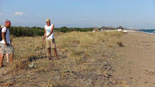 Serik te Geçen Yıl 2 Bin 500 Caretta Caretta Yuvası Tespit Edildi 1