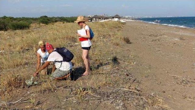 Serik te Geçen Yıl 2 Bin 500 Caretta Caretta Yuvası Tespit Edildi 2