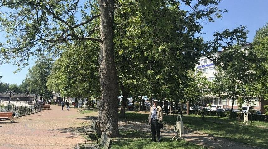 Alaplı&rsquo;da &Ccedil;ınar Ağa&ccedil;ları Kurumaya Y&uuml;z Tutuyor