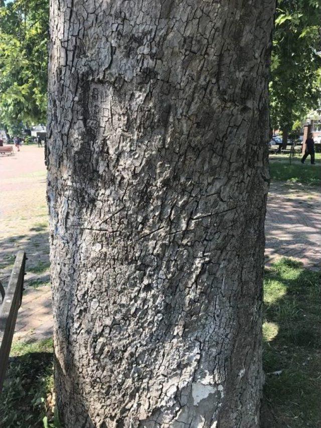 Alaplı&rsquo;da &Ccedil;ınar Ağa&ccedil;ları Kurumaya Y&uuml;z Tutuyor 1