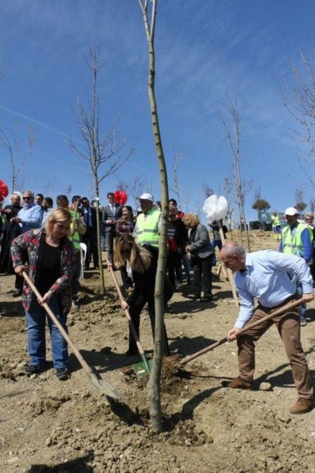 13 Şehidin Anısına 13 Çınar Ağacı