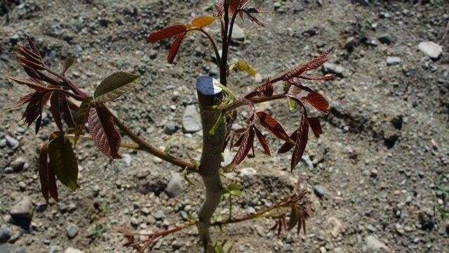 Kastamonu’da 200 Dekarda Ceviz Ve Badem Dikildi