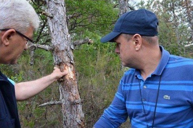 Çanakkale'de Kuruyan Ormanlara Inceleme