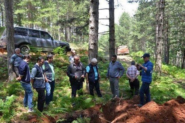 Çanakkale'de Kuruyan Ormanlara Inceleme