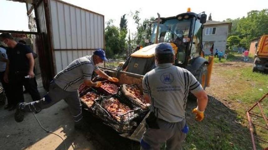 Adapazarı'nda Ahırda Tavuk Kesimine Su&ccedil;&uuml;st&uuml;