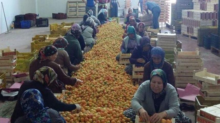 Mut&rsquo;ta Kayısı &Uuml;reticisi Altın Yılını Yaşıyor