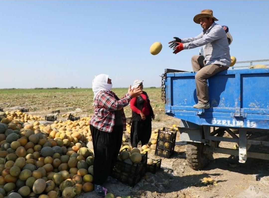 (&ouml;zel Haber) Karpuzdaki Kabak Tadı Kavun Satışlarını Arttırdı