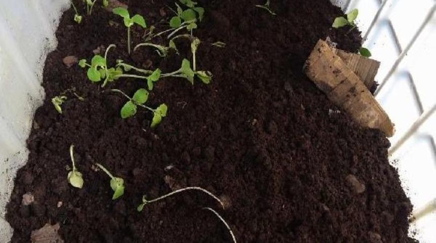 Solucan G&uuml;bresi Verimi Arttırıyor