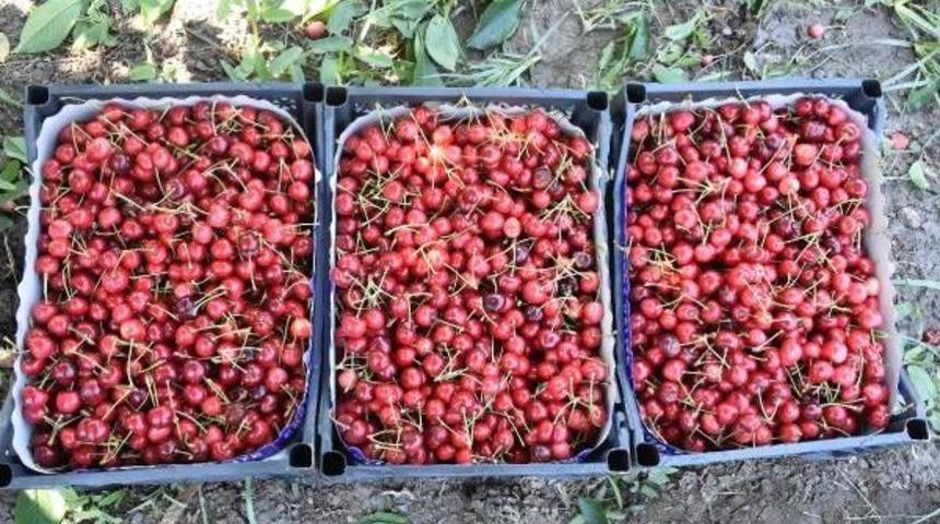 Kirazlı, Kirazı Terk Edip Bağcılığa Y&ouml;neliyor