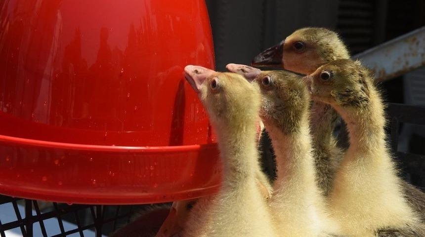 Hayvansal Üretimde Çeşitlilik Artıyor