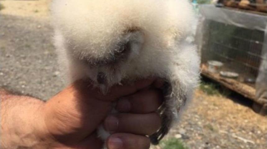 (&ouml;zel Haber) Sosyal Medya &Uuml;zerinden Pe&ccedil;eli Baykuşu Satmaya &Ccedil;alışan Kişi Su&ccedil;&uuml;st&uuml; Yakalandı