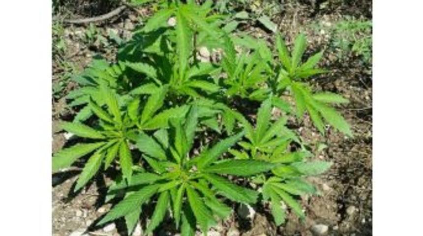 Jandarmadan Uyuşturucu Operasyonu