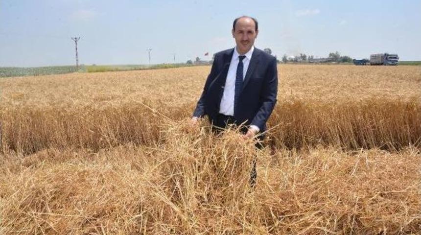 Anız Yakan &Ccedil;ift&ccedil;i Geleceğini Yakıyor