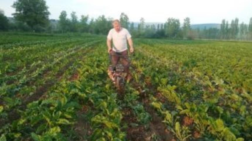 Motorlu Pancar &Ccedil;apa Makineleri Kadın İş&ccedil;ilerin Yerini Aldı