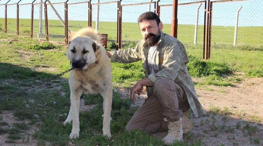 &rsquo;kangal&rsquo;a Bilimsel Ve Teknolojik Takip