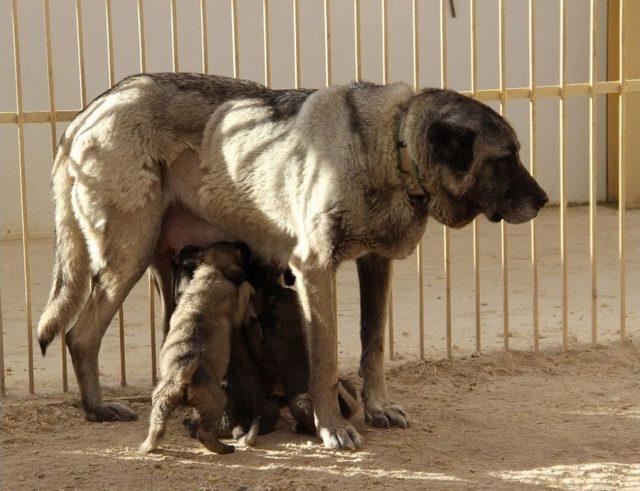 ’kangal’a Bilimsel Ve Teknolojik Takip