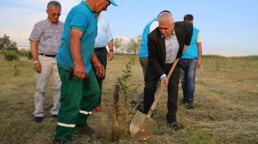 Bursa'da "gezi" Anısına 530 Fidan Dikildi