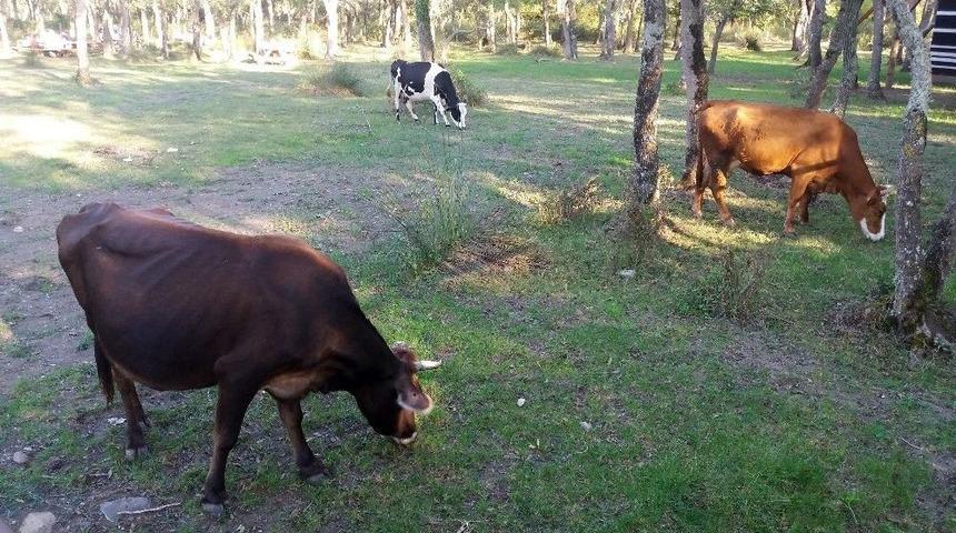 55 Milyon Hayvanın Olduğu T&uuml;rkiye&rsquo;de Etin Kilosu 50 Lira