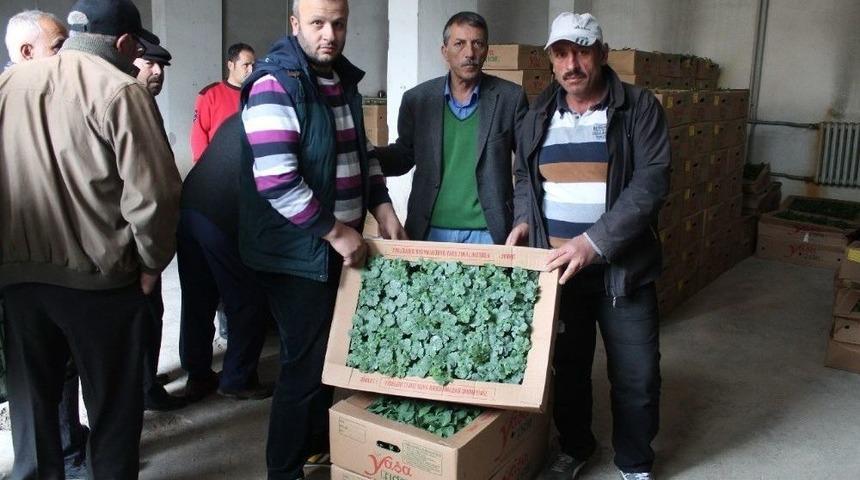 Bayburt&rsquo;ta &Ccedil;ift&ccedil;ilere Tohum Ve Fide Desteği