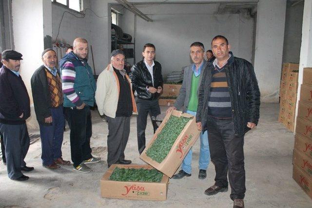 Bayburt’ta Çiftçilere Tohum Ve Fide Desteği