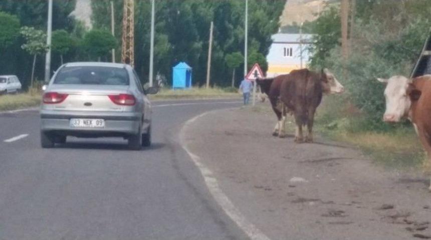 Başıboş Hayvanlar S&uuml;r&uuml;c&uuml;lere Zor Anlar Yaşatıyor