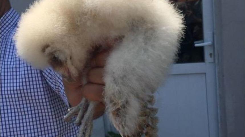 Yavru Baykuşu Satmak İsterken Yakalandı