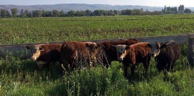 32 Büyükbaş Hayvanı Çalan 2 Zanlı Yakalandı