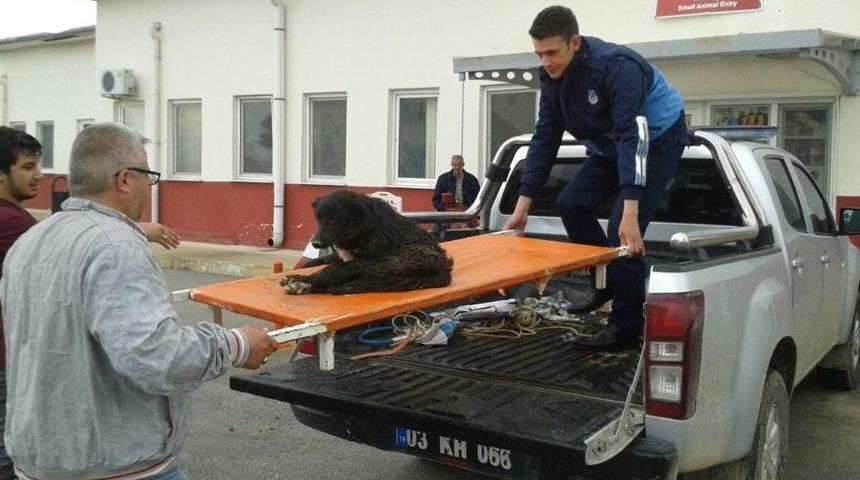 Otomobilin &Ccedil;arpıp Ka&ccedil;tığı Yaralı K&ouml;peğe Zabıta Sahip &Ccedil;ıktı