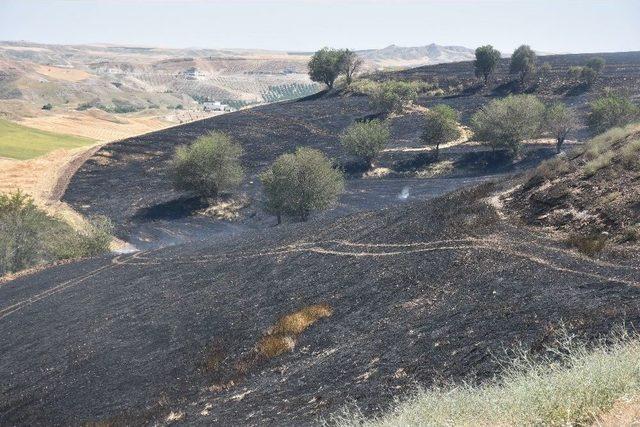 Traktör Arpa İle Birlikte Yandı