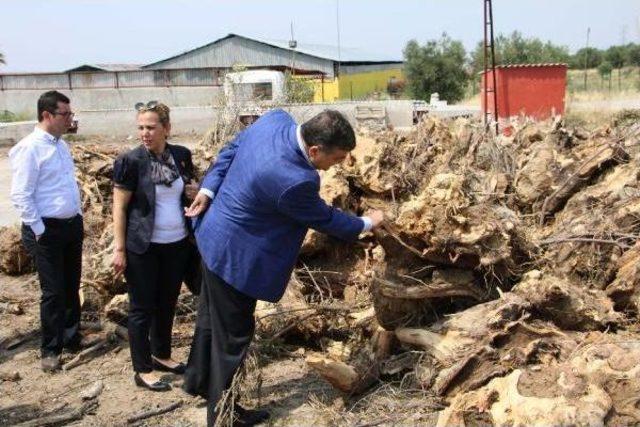 Chp'li Sındır'dan Zeytin Üreticilerine Destek Sözü