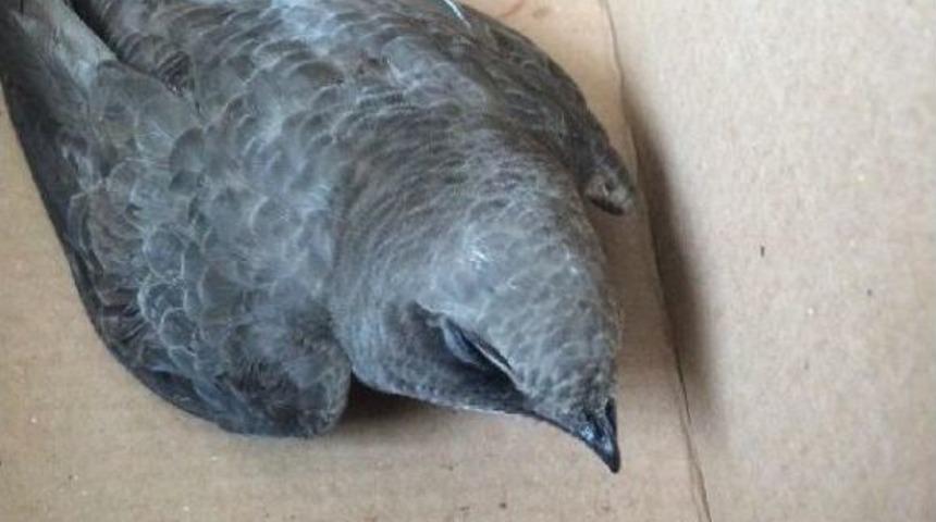 &Ccedil;atıdaki Yaralı Ebabil Kuşunu Itfaiye Aldı