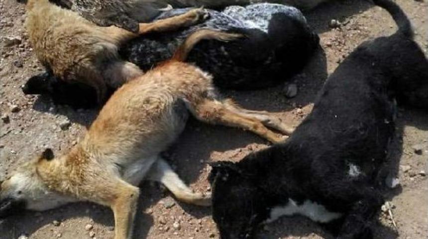 Ayvalık'ta K&ouml;pek Katliamı