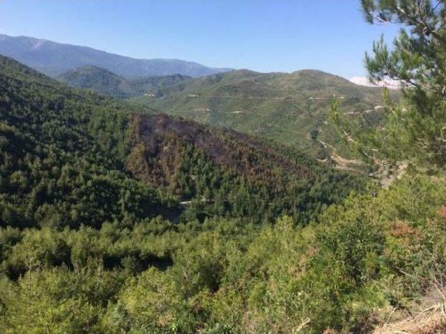 Hatay’Da Orman Yangını