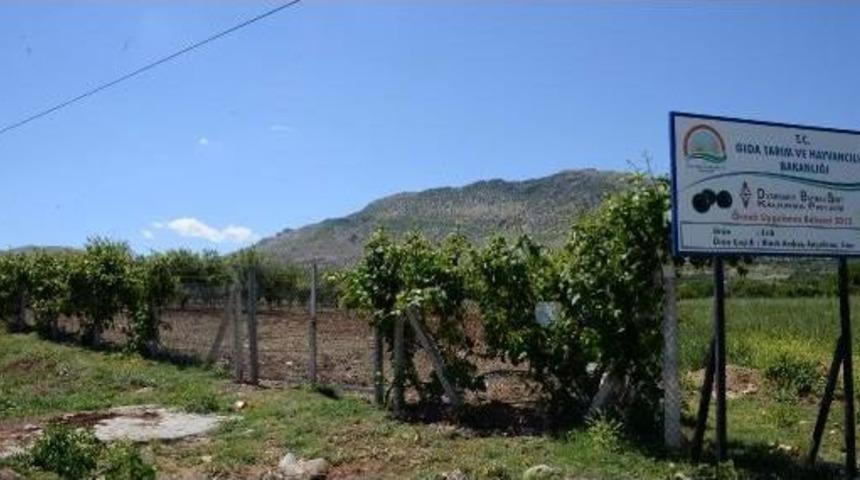 G&uuml;neydoğu'da &Uuml;reticiye 'sıfır Maliyetli' Meyve Bah&ccedil;eleri